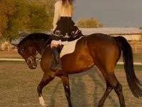 حصان, Hanoverian — الصورة 6