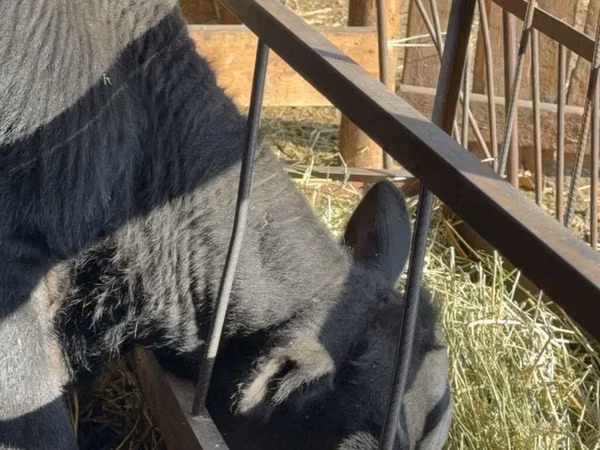 Banteng, Aberdeen-Angus