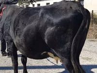 Sapi, Cattle — foto 6