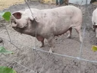मादा सूअर — फ़ोटो 2
