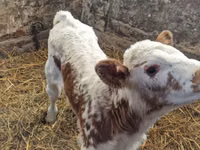 أبقار (دفعة، الجنس غير محدد), Simmental cattle — الصورة 2