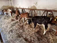 Bulle, Simmental cattle — Foto 1
