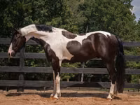 Caballo, Friesian — foto 5
