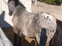 घोड़ा, Appaloosa — फ़ोटो 2