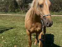 雌馬, Quarter Horse — 写真 2