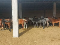 Cheval, Horse breed — photo 5