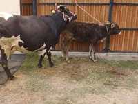 Vaca, Raza Alatau — foto 3