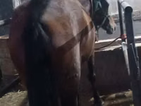 Yegua, Budyonny horse — foto 8