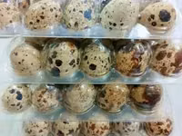 Quails — photo 1