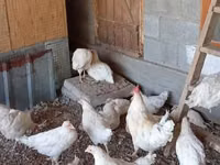 Chickens — foto 3
