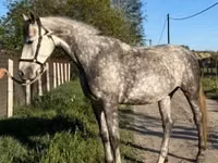 Mare, Kisber felver — photo 2