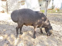Widder, Hissar sheep — Foto 3