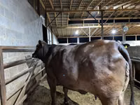 母牛, Brahman — 照片 6