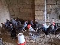 Chickens — photo 2