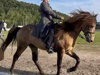 Caballo, Rocky Mountain Horse — foto 3