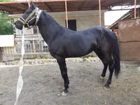 Caballo, Budyonny horse — foto 4