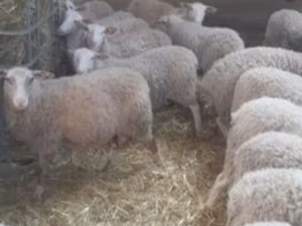 Domba betina, Sheep