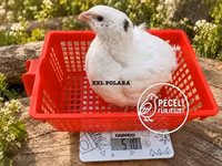 Quails — Foto 3