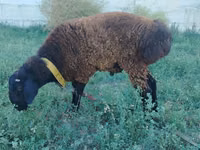 मेढ़ा, Qashqai sheep — फ़ोटो 1