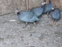 لافندر — الصورة 1