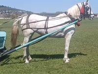 فرس, Orlov Trotter — الصورة 2