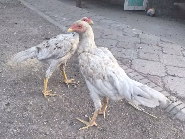 シャモ