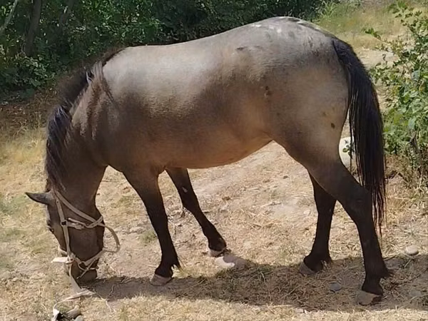Jument, Chevaux
