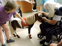فرس, Miniature horse — الصورة 1