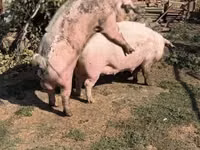 Babi betina — foto 1