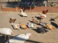 pato criollo doméstico — foto 3