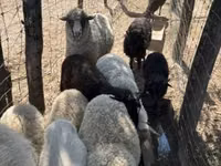 母羊, Merino sheep — 照片 6