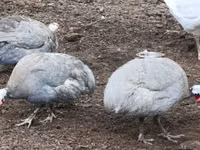 لافندر — الصورة 1