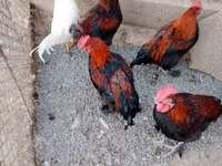 Marans — photo 3