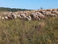 भेड़, Precoce sheep — फ़ोटो 1