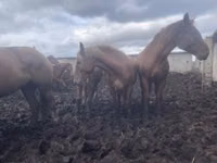 Kuda betina, Arabian horse — foto 7