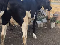 بقرة, Russian Black pied cattle — الصورة 4