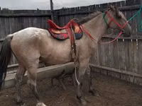 Cheval, Altai horse — photo 1