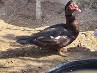 Ducks — 照片 1