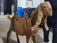 雄ヤギ, Kamori goats — 写真 1