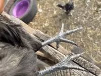 Chickens — photo 2