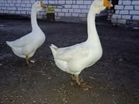 Geese — 写真 2