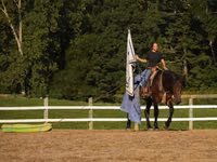 雄馬, Racking Horse — 写真 7