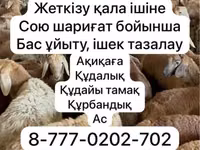Овца, Красноярская овца — фото 1