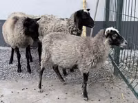 Widder, Hissar sheep — Foto 1