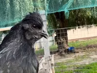 Chickens — photo 1