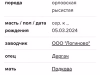 Stute, Orlov Trotter — Foto 5