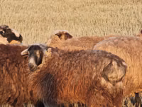 Brebis, Kazakh fat-tailed coarsewool sheep — photo 2