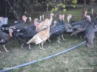 Turkeys — الصورة 4