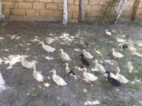 Deutscher Pekin — Foto 2