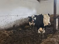 Vaca, Russian Black pied cattle — foto 2